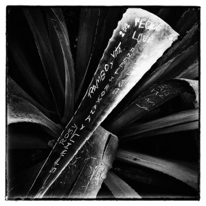 Graffitied cactus in Lima, Peru (black and white)
