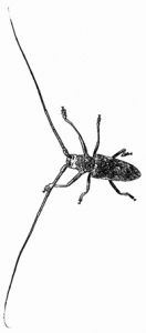Antennae Beetle, Narrow B&W