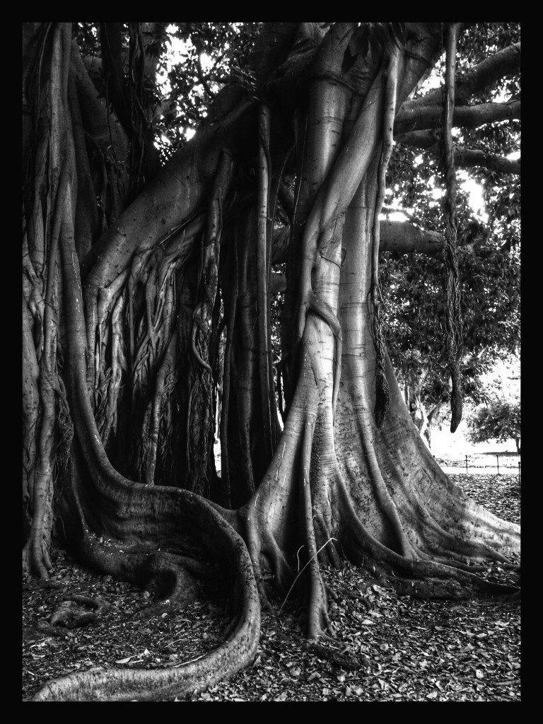 Banyan