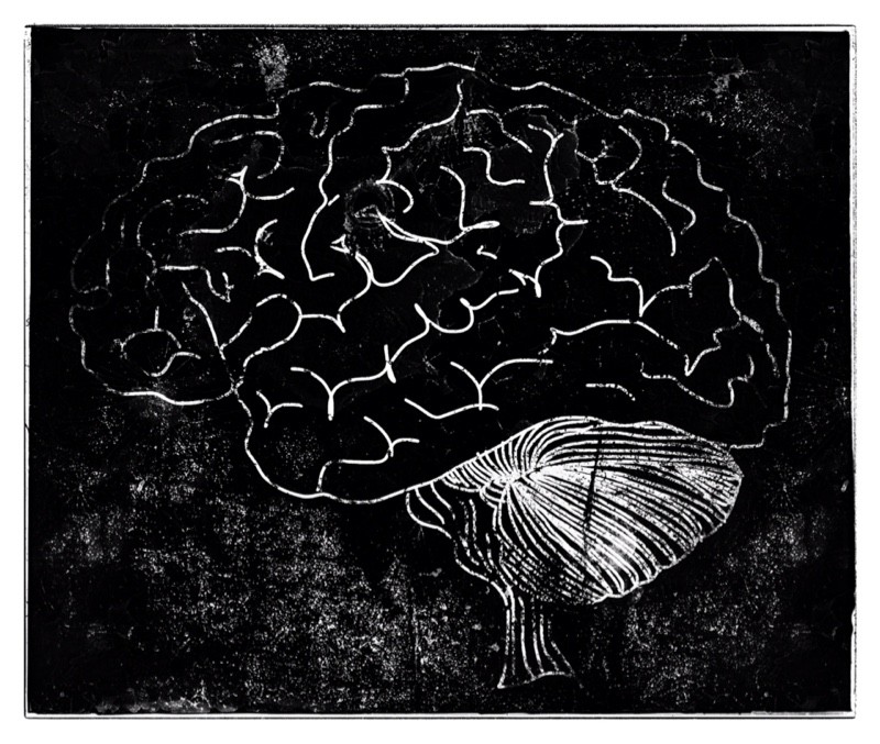 Brain