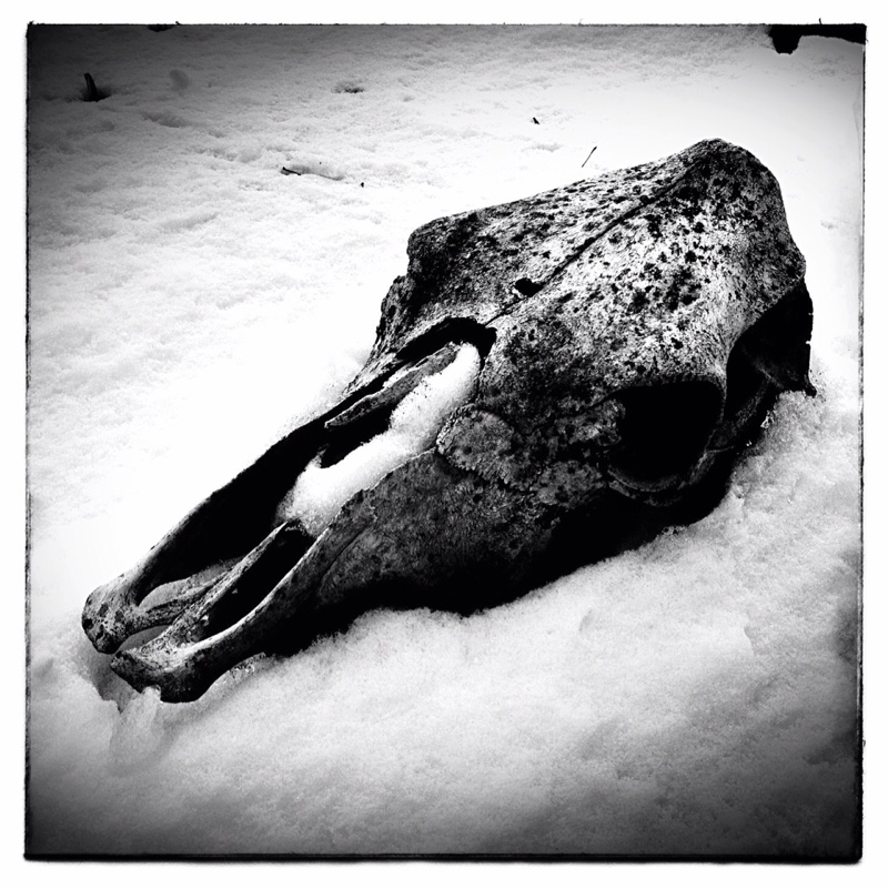 B&W Snow, Cow, Skull