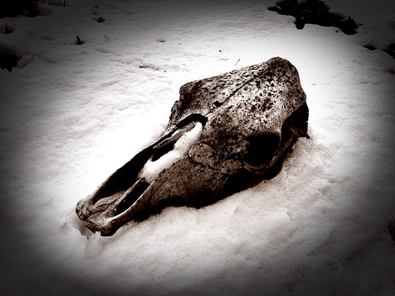Sepia Snow, Cow, Skull