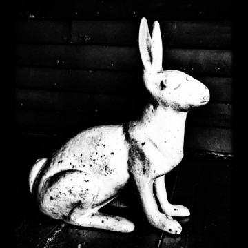 Hare I (or Rabbit, Rabbit): It's time for a fresh start!